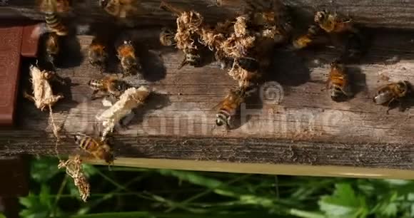 欧洲蜂蜜蜜蜂蜜蜂蜜蜂清洁工人从蜂巢中释放出来的假癣茧诺曼底蜜蜂真实视频的预览图