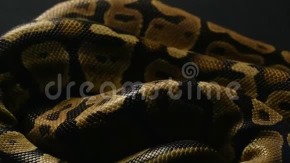 皇家球蟒蛇皮的纹理视频的预览图