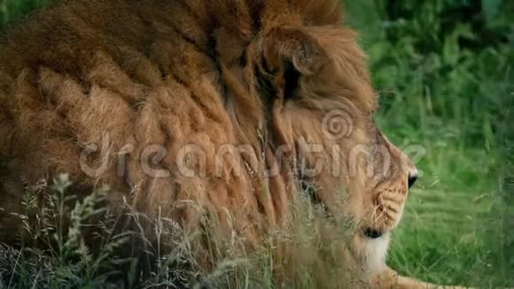 大狮子躺在草地上视频的预览图