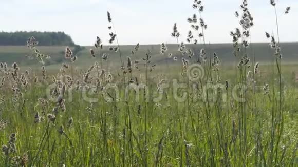 夏日风景绿草的花序在犁地和丘陵的背景下摇摆视频的预览图