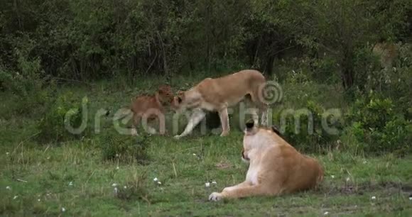 非洲狮子豹狮子母熊肯尼亚马赛马拉公园实时4K视频的预览图