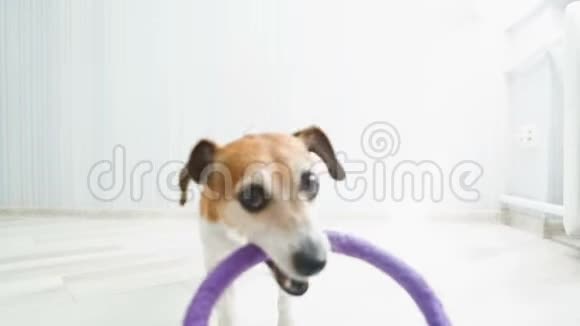 狗在玩拉杆玩具拉录像片段背景白色客房视频的预览图