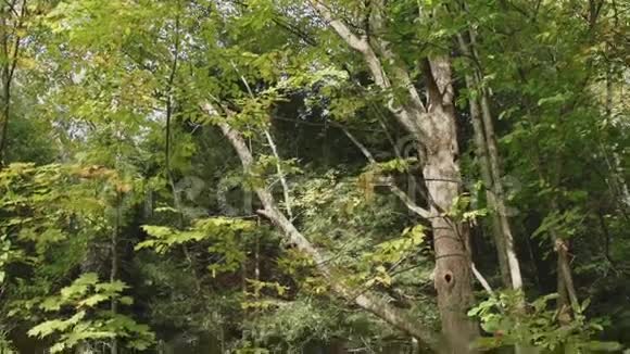 穿过森林的路线7条中的1条视频的预览图