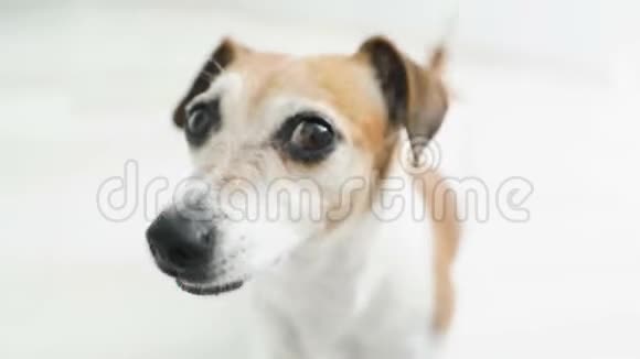 卡塔小狗特写肖像阳光明媚的房间录像片段笑着可爱的狗视频的预览图