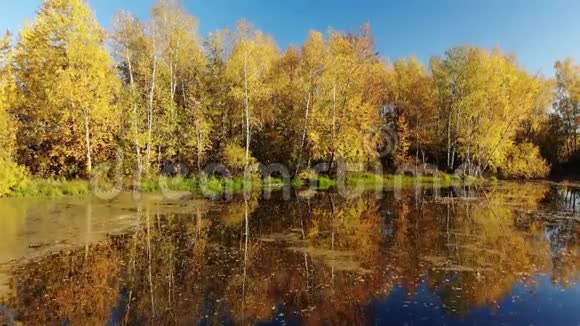 从俄罗斯的秋景之上升起有桦树和池塘视频的预览图