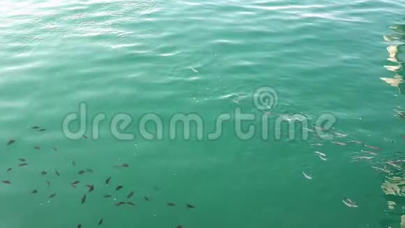 在阳光明媚的一天里浅滩鱼在海面上游动视频的预览图