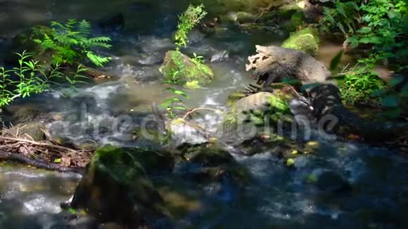 在一条流动的河流中有一块石头在搅动着水视频的预览图