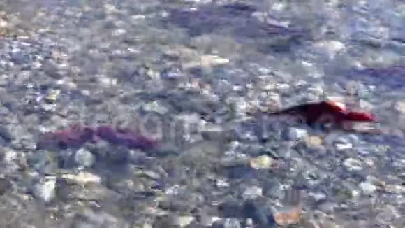 鲑鱼亚当斯河BC变焦4K超高清视频的预览图
