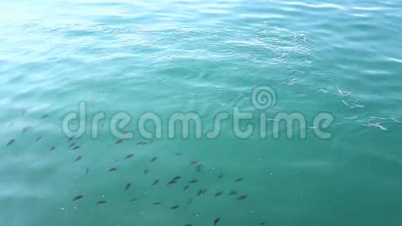 在阳光明媚的一天里浅滩鱼在海面上游动视频的预览图