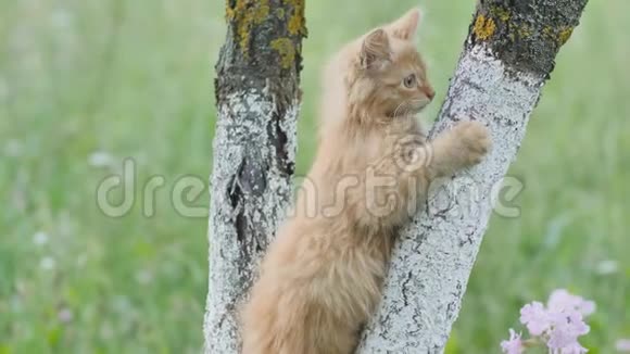 树上的红色毛茸茸的小猫喵喵叫视频的预览图