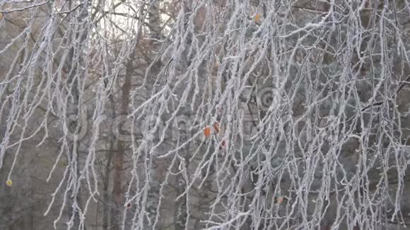 最后一片秋叶在冰冷的桦树枝上视频的预览图