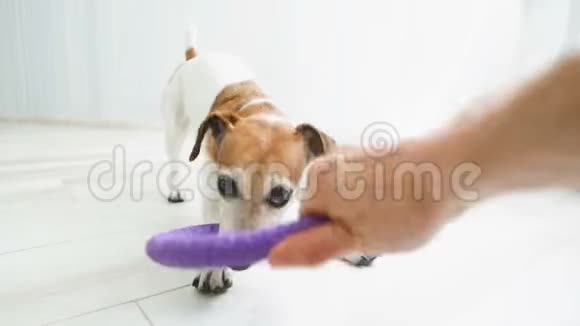 狗咀嚼和拉玩具录像片段视频的预览图