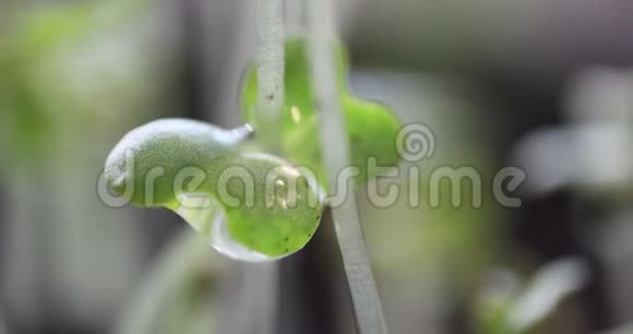 年轻的绿色植物上面有水滴干燥极端接近时间流逝生活理念音乐视频春天的夏天视频的预览图