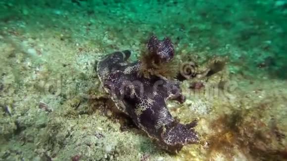 细长的Tbar裸鳃Ceratosoma裸鳃视频的预览图