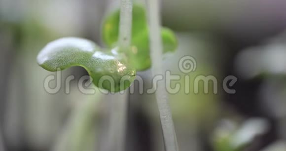 年轻的绿色植物水滴在阳光下出现极端的近距离时间流逝生活观念音乐视频视频的预览图