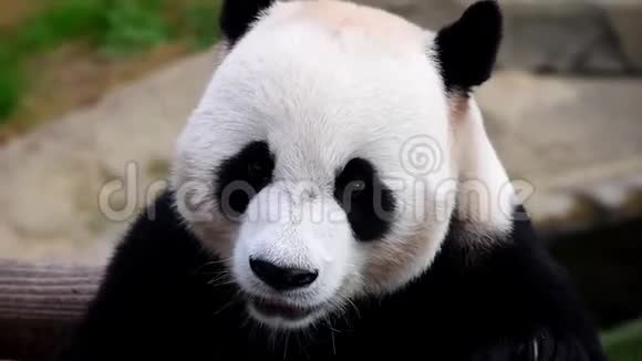 美丽的熊猫忙着吃东西视频的预览图