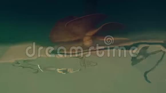 机动游艇螺旋桨和水下浮鱼视频的预览图