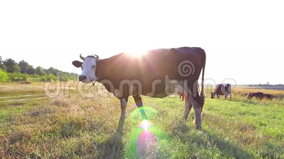 奶牛在日落时放牧视频的预览图