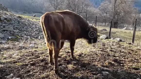 早春野牛有幸来到自然公园拍摄视频的预览图