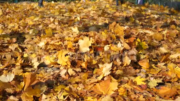 一个小女孩奔跑掉进一堆黄叶里快乐幸福一个温暖的秋日视频的预览图