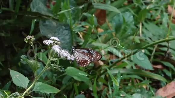 蝴蝶坐在草地上视频的预览图