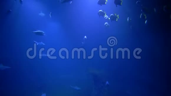 海洋动物园鱼群鲨鱼和黄貂鱼在蓝色水族馆游泳视频的预览图
