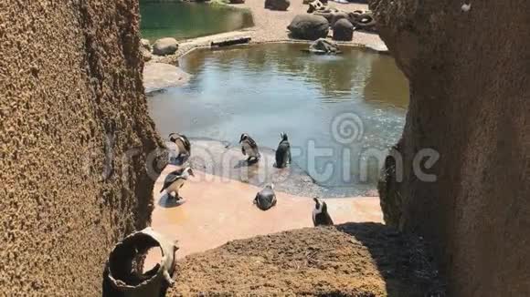 企鹅在动物园里享受夏天的阳光视频的预览图