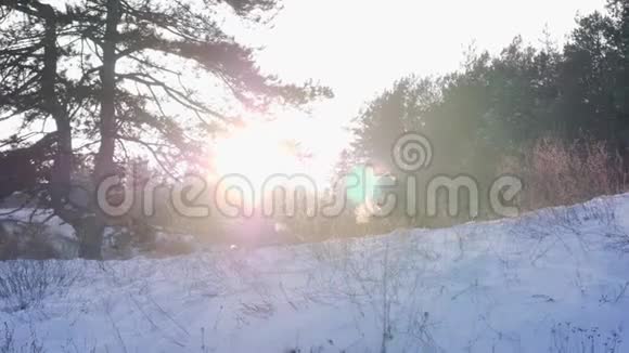 在美丽的冬季自然和户外日落的背景下背光家庭在雪地中玩耍视频的预览图