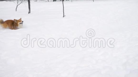 在阳光明媚的冬日科吉蓬松地在大雪下奔跑视频的预览图