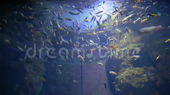 鱼类海洋馆大型水族馆中游泳的不同水动物种类视频的预览图