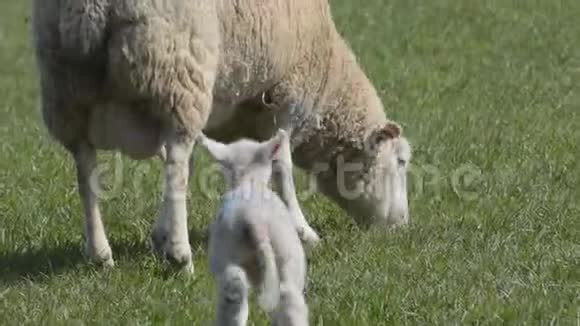 羔羊跑到母羊那里寻求保护视频的预览图