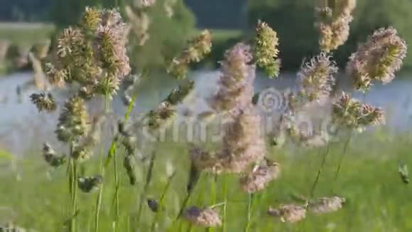 夏日风景嫩芽是绿色的草在蓝色的水中摇摆一阵阵风从花中飞来的花粉视频的预览图
