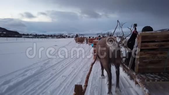 驯鹿在冬季的萨米营地拉雪橇视频的预览图