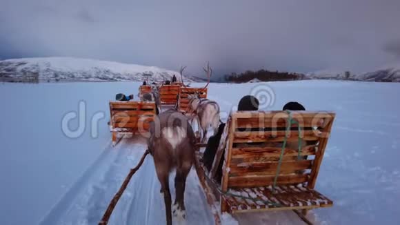 驯鹿在冬季的萨米营地拉雪橇视频的预览图