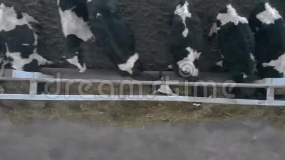 许多奶牛在谷仓里吃干草俯视视频的预览图