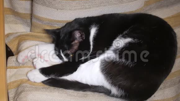 可爱的黑白猫正躺在房间的椅子上睡觉视频的预览图