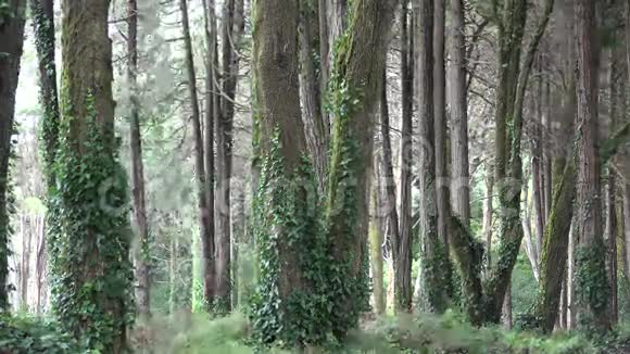 风林中的藤蔓和树木视频的预览图