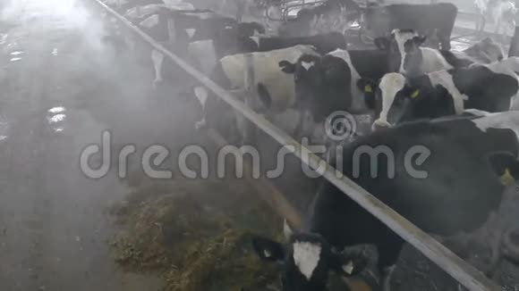 奶牛站在一个大谷仓里关门视频的预览图