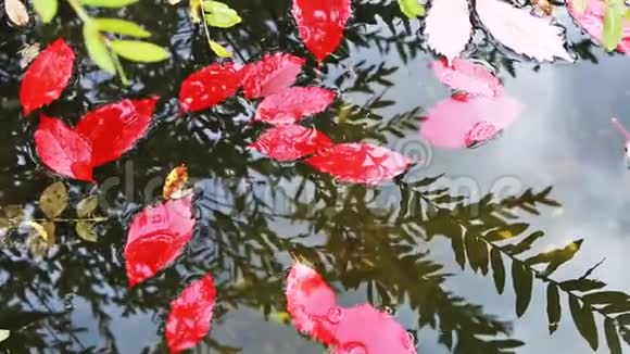 五颜六色的秋叶在水中倒影视频的预览图