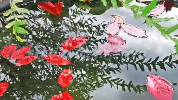 五颜六色的秋叶在水中倒影视频的预览图