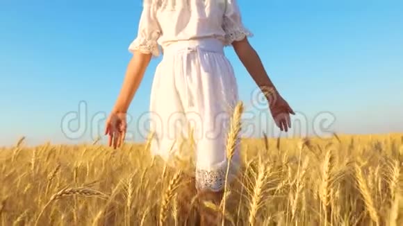穿着白色衣服的女孩来到金色的麦田女孩的手抚摸成熟的麦穗视频的预览图