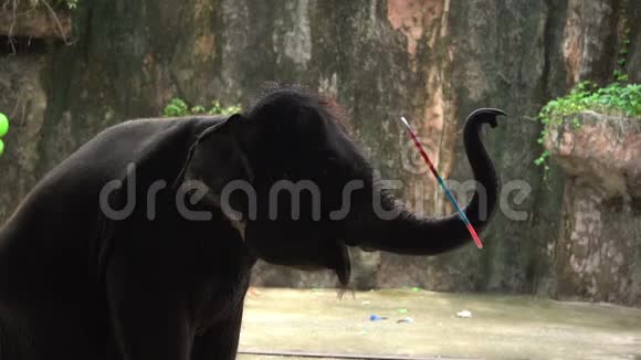 大象玩呼啦圈视频的预览图