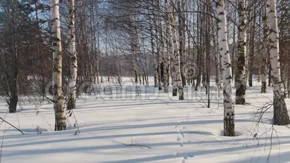 穿着冬装的人骑着小型雪车在森林里的雪堆上快速行驶在树林间穿行视频的预览图