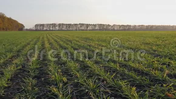 农业冬小麦的田地视频的预览图