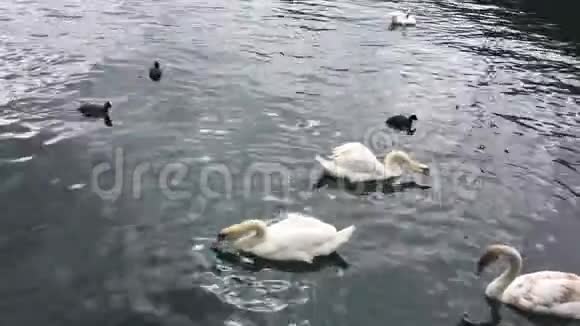 许多白天鹅和鸭子在城里游泳视频的预览图