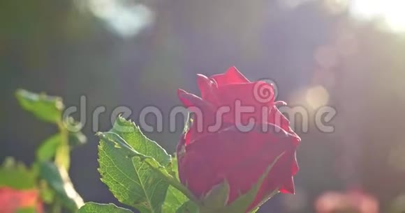 4K植物园灌木特写的玫瑰花园里盛开的玫瑰花被照明弹照亮视频的预览图
