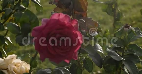 复古看玫瑰花开花丛在植物园4k近景拍摄盛开的花朵粉红色的玫瑰视频的预览图