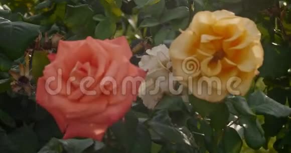 带花园玫瑰和闪烁阳光的复古镜头视频的预览图