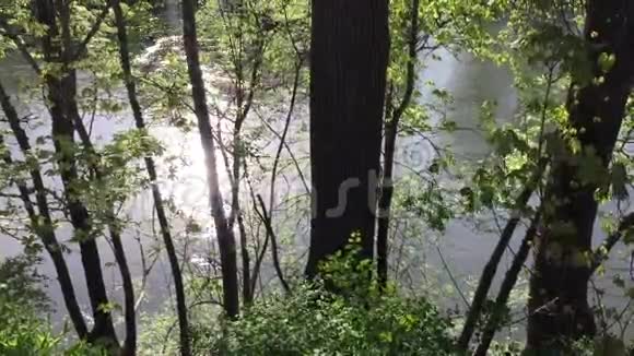 阳光从流动的河流中闪闪发光透过树木看到视频的预览图