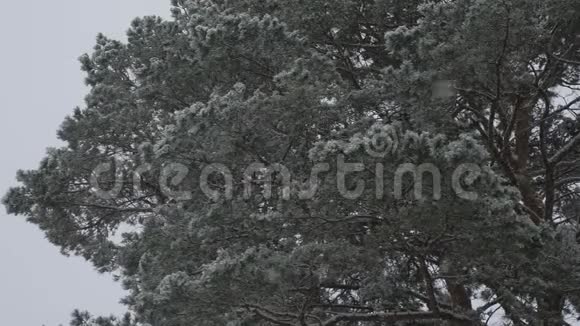 美丽的冬季景观冬季森林冬天在森林里下雪圣诞节的晚上下雪在美国视频的预览图